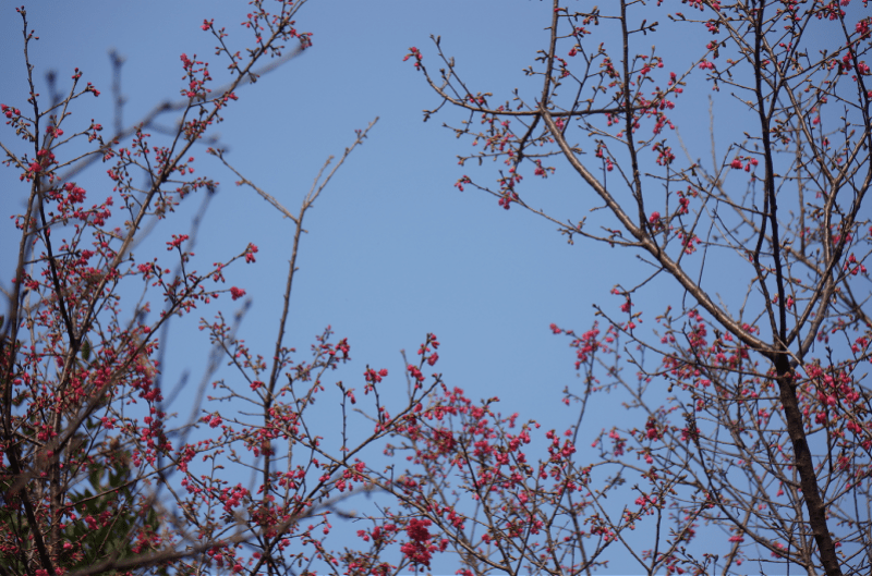 珠江公園種植的櫻花主要為