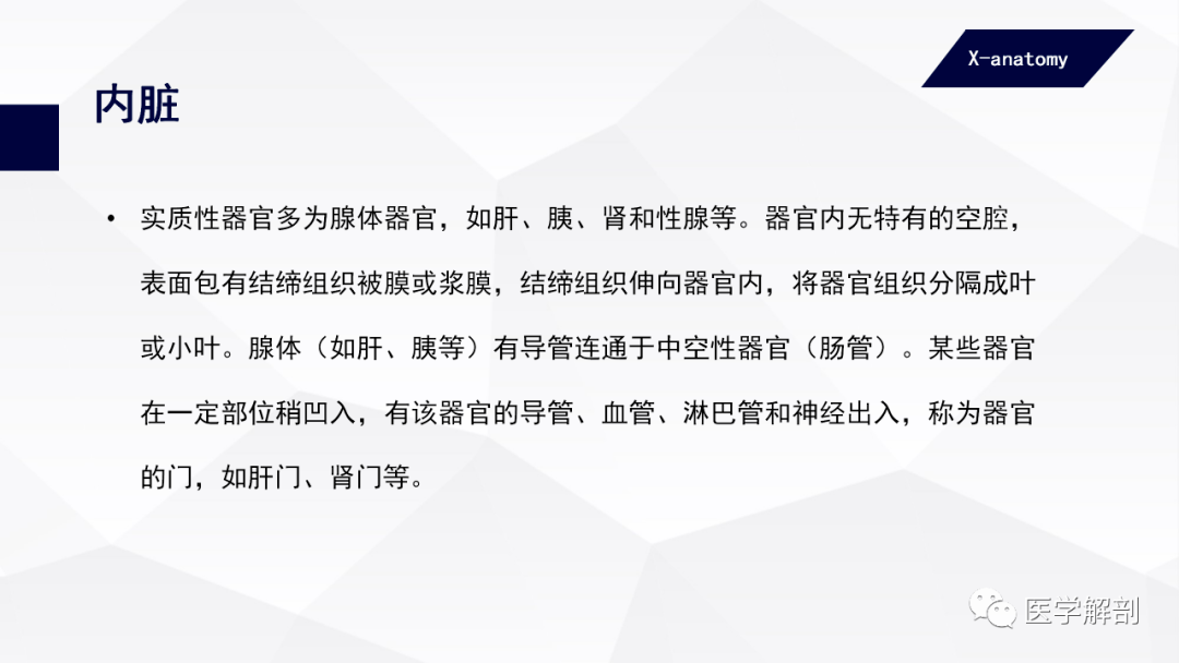 人体解剖学 人体的基本结构 内脏 医学
