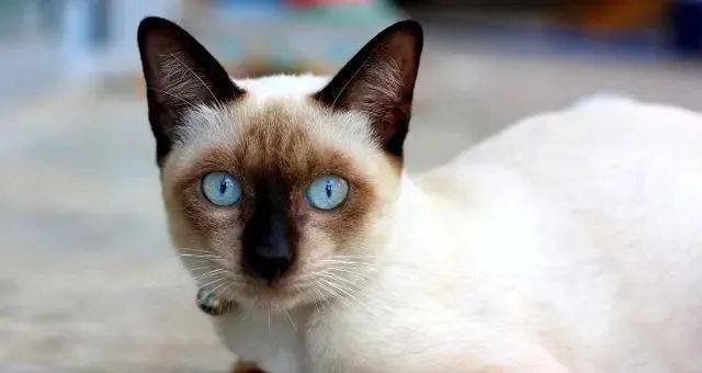 怎么养小猫最舒服 7e6edcaa27494665a28653b10c89ff98.jpeg