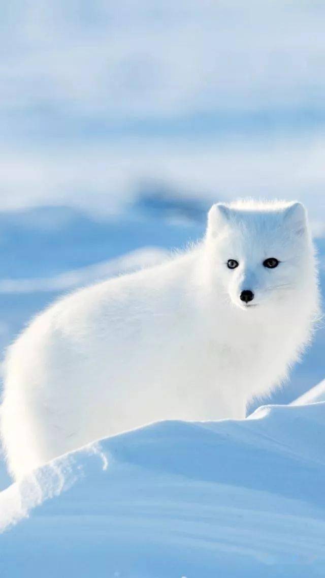 传说白狐修炼一千年才能长出九尾,长了九尾才能幻化为人形,好有传奇性