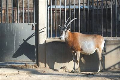 牛科动物过年 北京动物园不开“小灶”