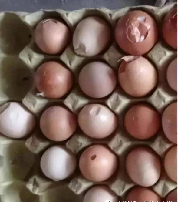 京红10000只,鸡230天了产蛋率一直在9成,没有上高峰,蛋壳沙壳蛋,粪蛋
