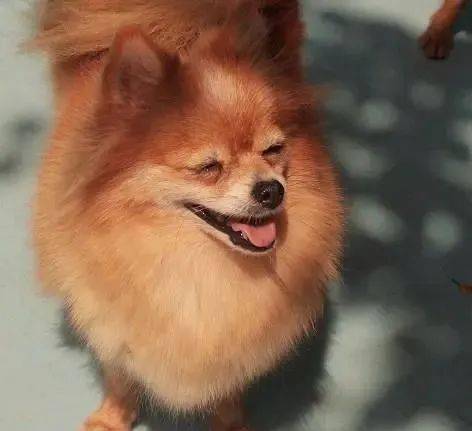 小型犬排名_小型犬排名和图片(2)