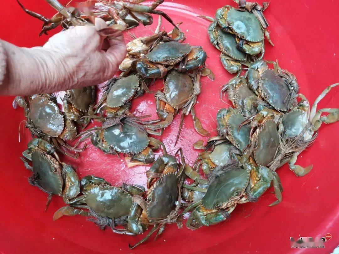 75块钱的蟹,过年很多人喜欢吃这个.