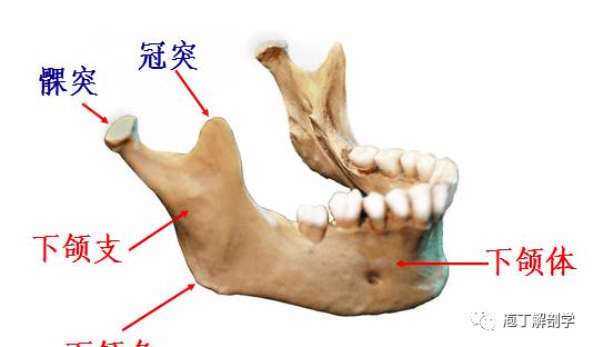 颅底的孔及其穿过的结构颅底外面观颅骨的连结——颞下颌关节头部唯一