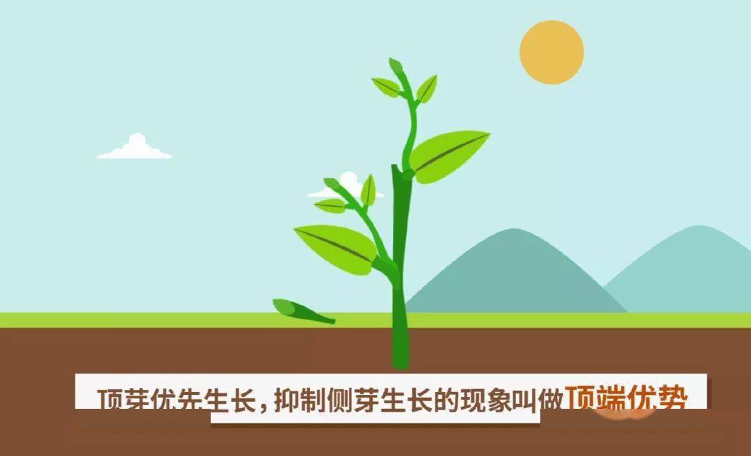 生物大师初中种子的萌发过程悯农