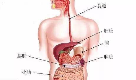 肝胆肠胃分布图图片