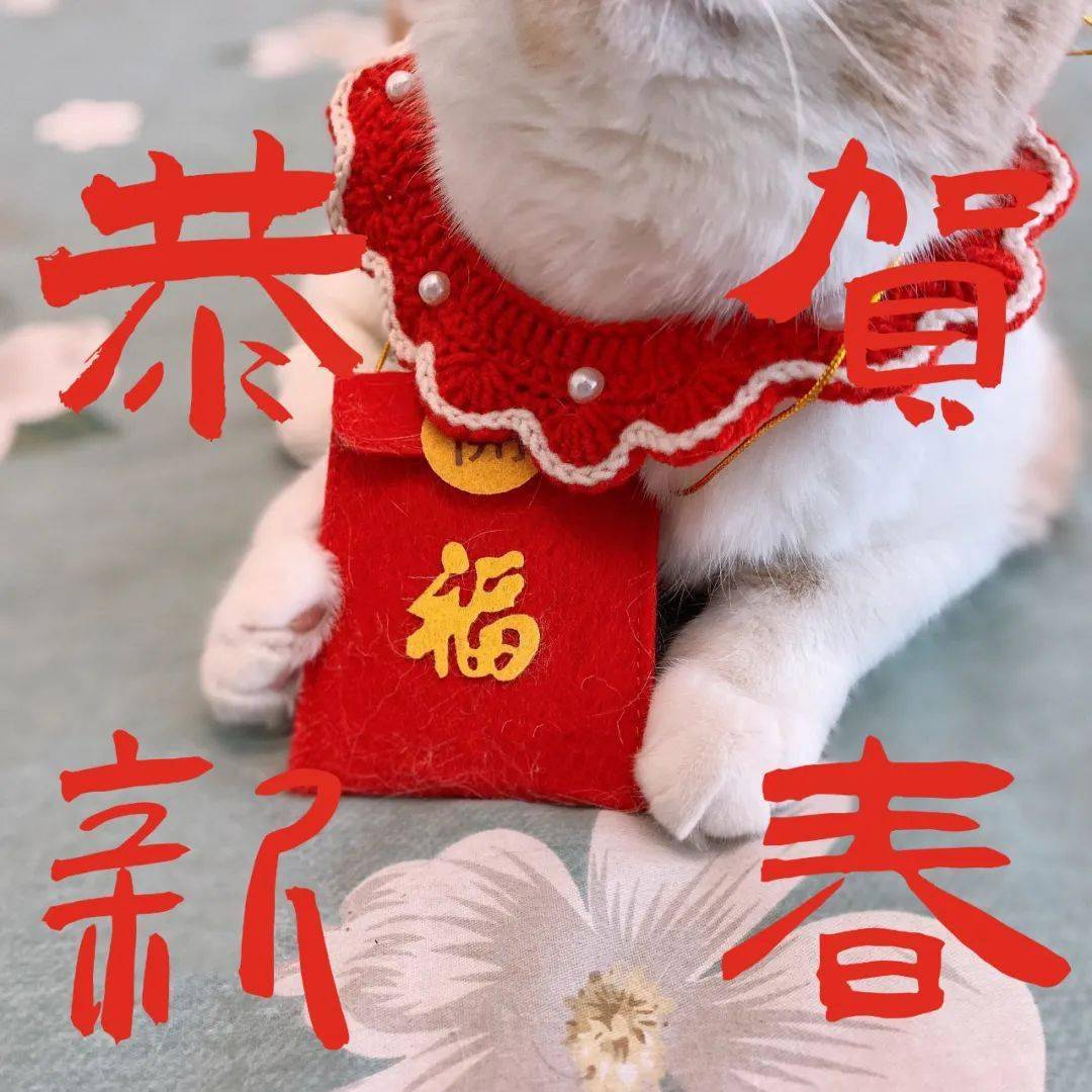拜年啦拜年啦小猫咪给各位铲屎官拜年啦