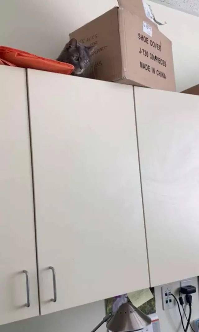 厭世貓咪有怪癖，整天賣萌撒嬌，就為坐嬰兒車去散步！ 萌趣萌寵 第2张