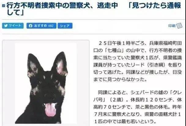 警犬搜尋失蹤者時自己走失了，然後被警犬搜尋...哈哈哈哈禁止套娃！ 萌趣萌寵 第1张