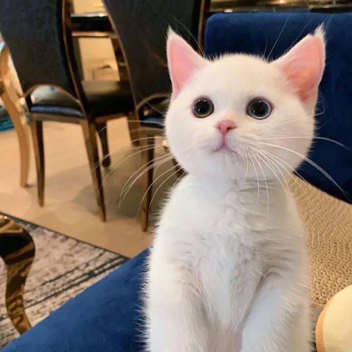 可爱猫咪头像躲在云层里的星星都在发光你也要加油啊