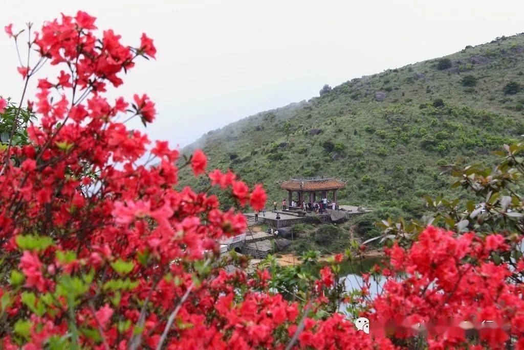 鳳凰山杜鵑花海,豐順湯坑溫泉3天遊(純玩)_旅遊區