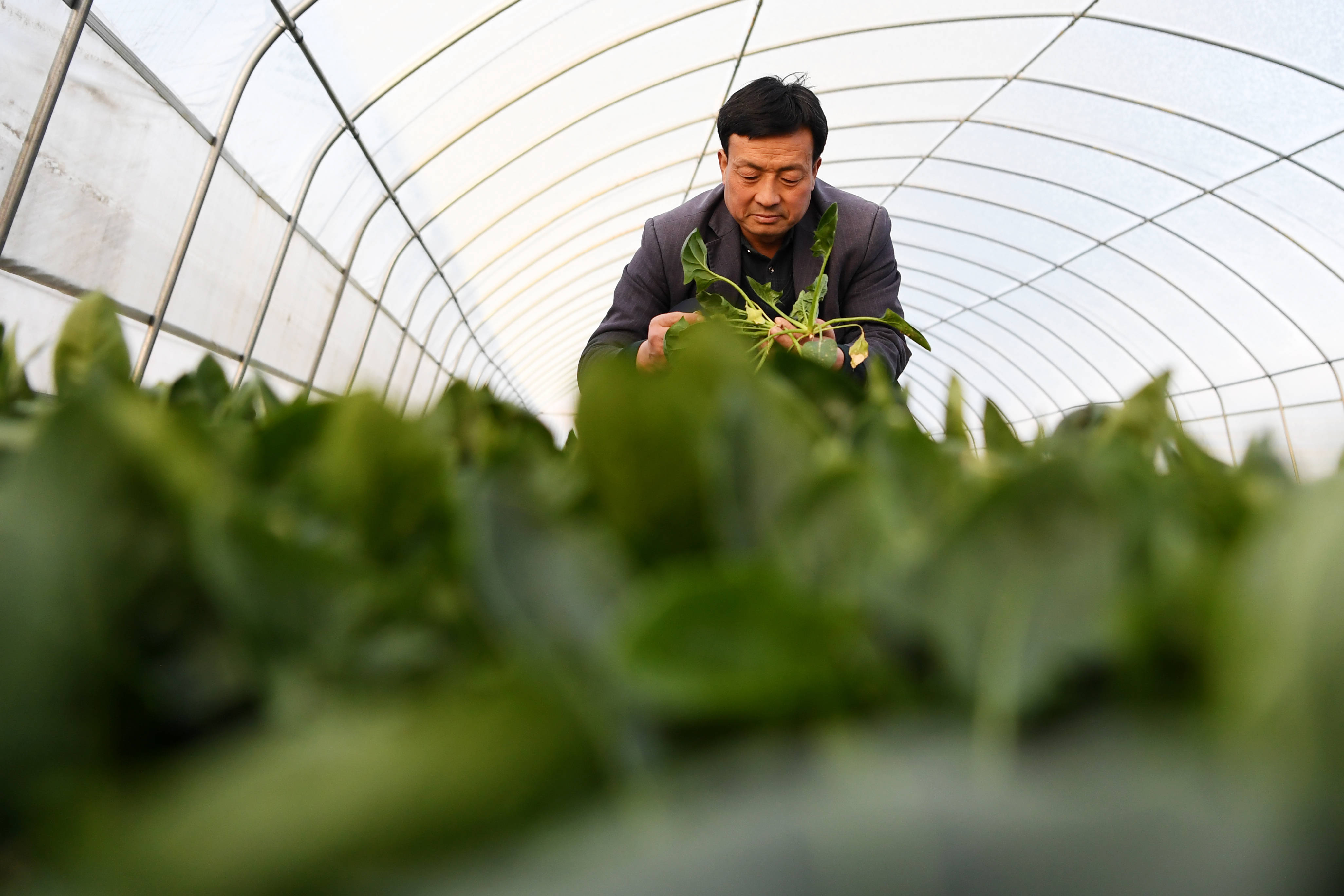 朱惠平在自家的蔬菜大棚裡採摘蔬菜(2月2日攝).