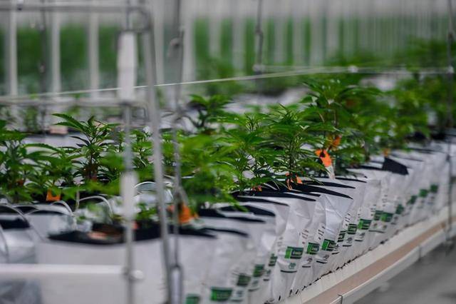 散户投资者正在关注大麻行业,日晷种植者在市场之前已经上涨了近50%