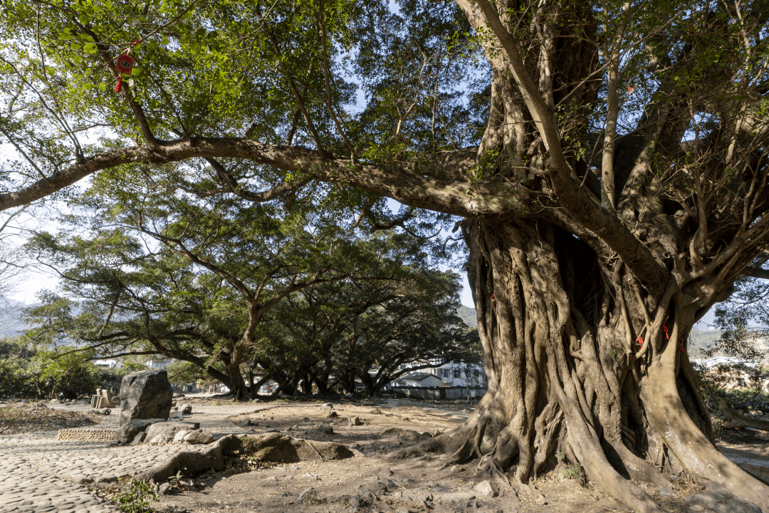 【霞浦古树名木】牙城渡头:古榕群奇观_景区