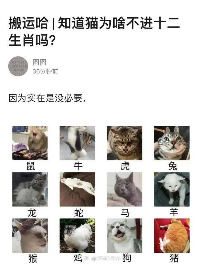 為什麼十二生肖沒有貓？ 萌趣萌寵 第10张
