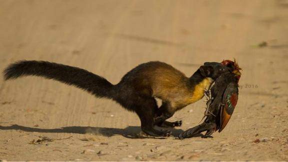 平头哥的表哥捕杀猴子,来自地狱的魔兽