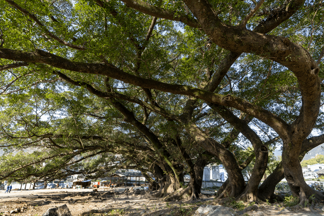 【霞浦古树名木】牙城渡头:古榕群奇观