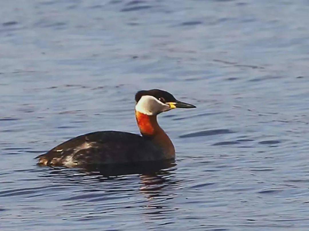 王志国摄伯劳 刘洪臣摄北红尾鸲 于颖平摄半蹼鹬 邵冬丽摄斑脸海番鸭