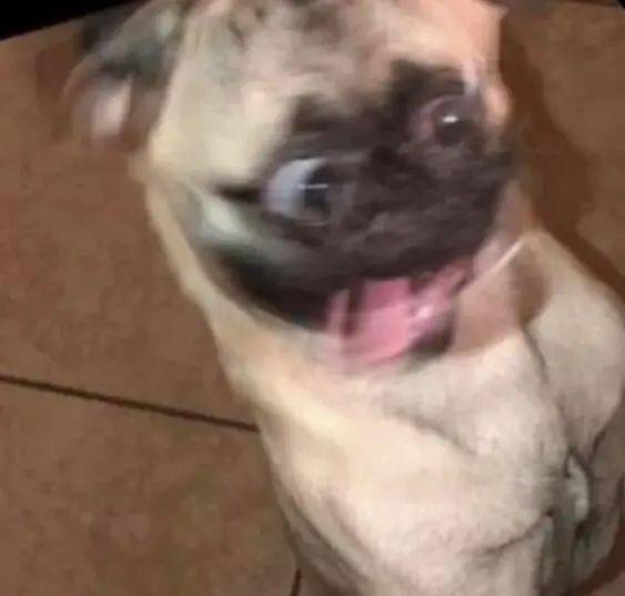 开心到模糊的搞笑狗狗