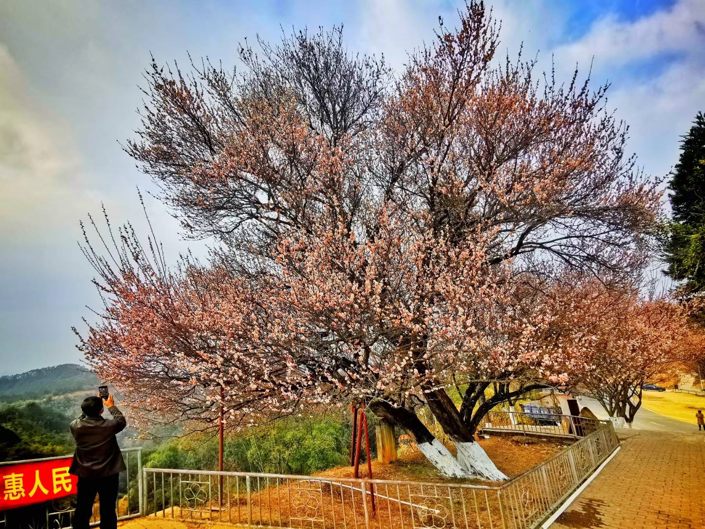 （新媒体）梅州：梅花香满城 樱花闹新春