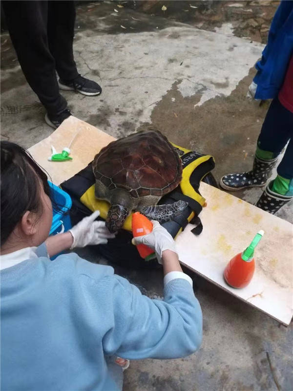 十三鳞是什么乌龟 083d6702a6ae49cebb693e1e13522ffc.jpeg