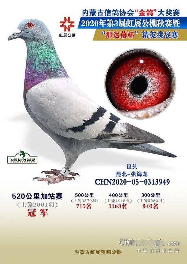 这些翻山跨海的冠军鸽 有啥不一样?