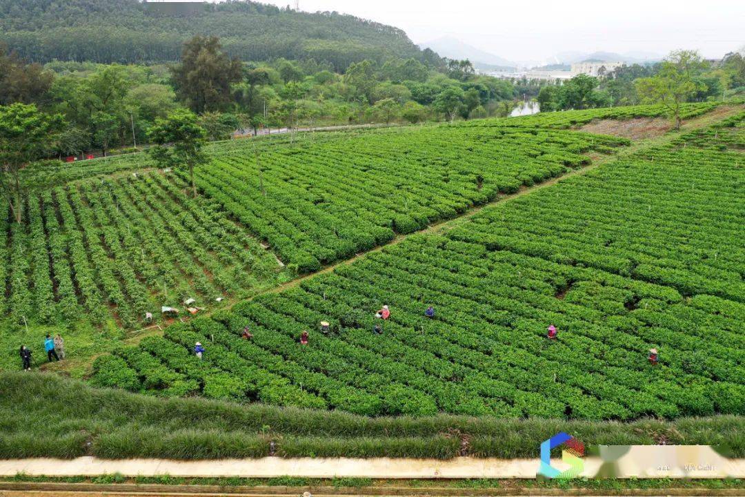 资料视频如今,对川茶场将生态茶山的美景包装成休闲观光的景点,吸引了