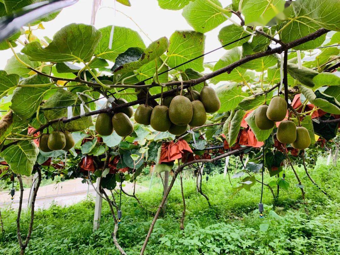 央企大拜年叒叕送一份年货大礼包祝你财源广进业登高