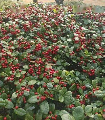 再往低处瞧一瞧,最常见不过的吉祥草,在冬天也长出了小果,果实介于玫