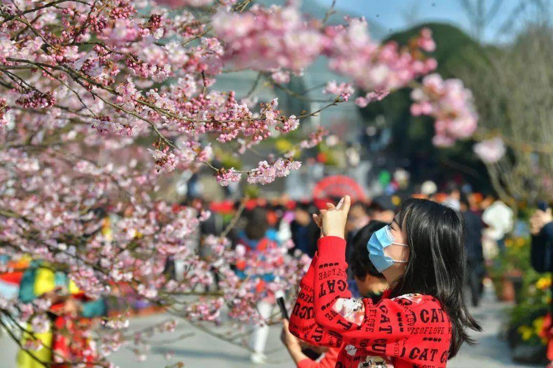 南山路拥堵！上山赏花请选择公共交通！