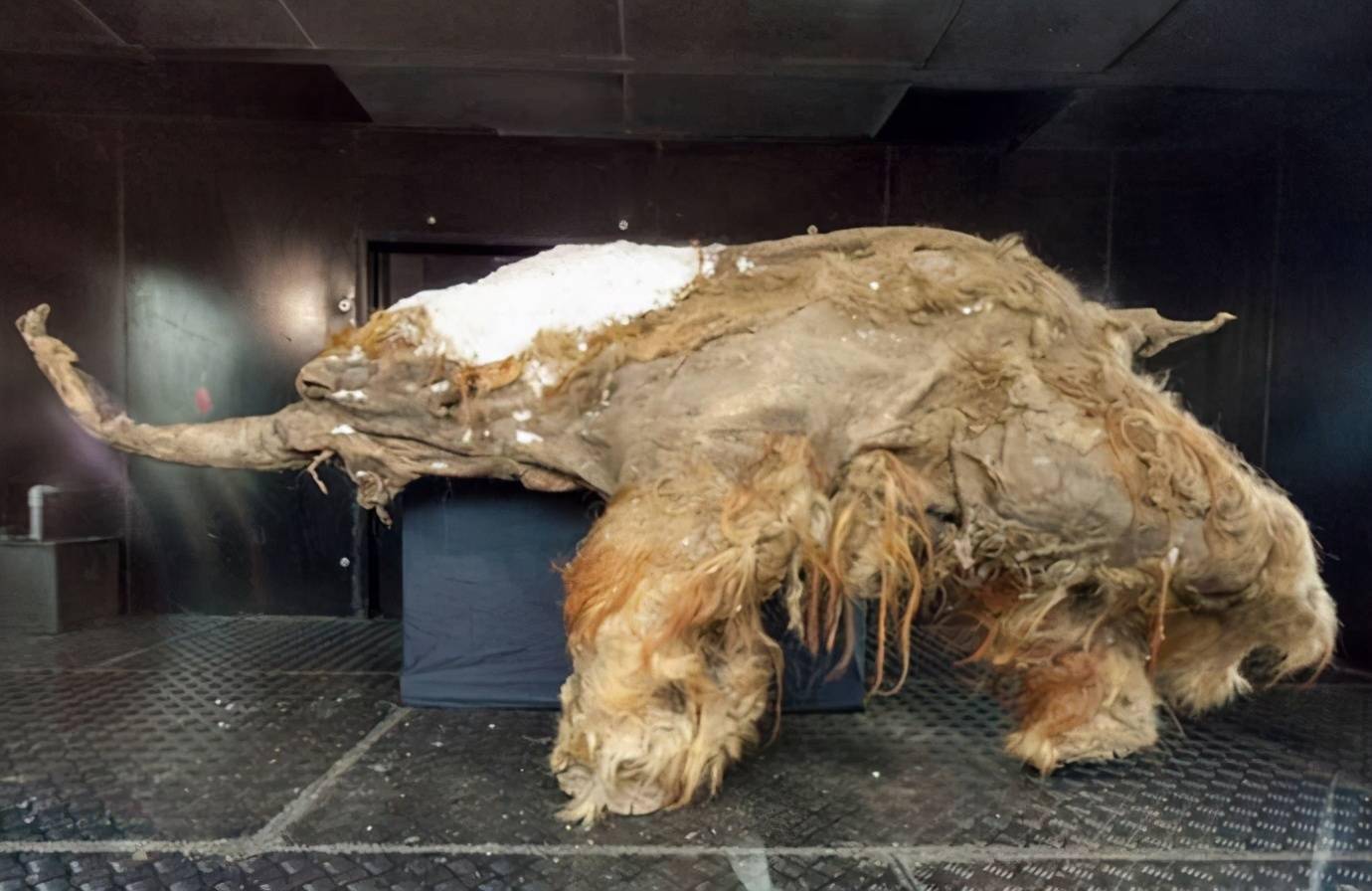 西伯利亚再现史前生物它们来自万年前研究者表示不是好消息