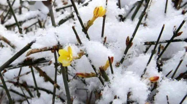 梓木琰 妙雪识缘 外一首 文学