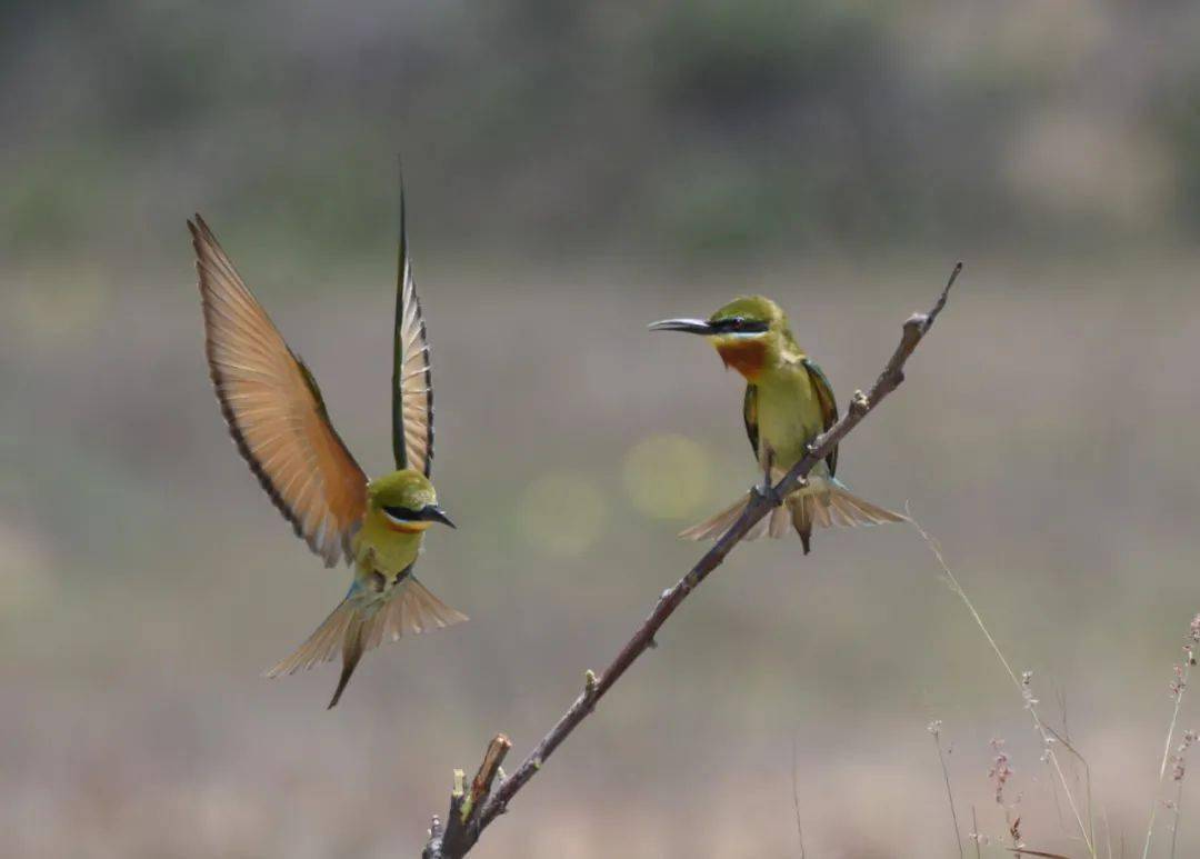 大量美图澄海百鸟鸣春摄影作品线上展览