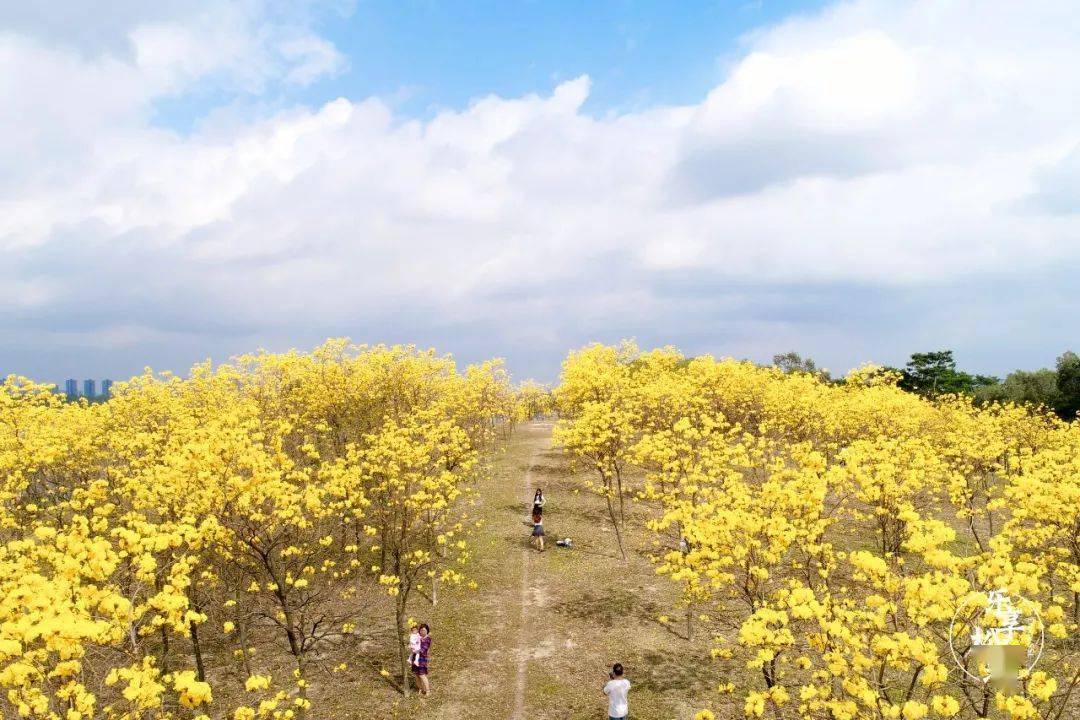 松山湖黄花风铃木地点图片