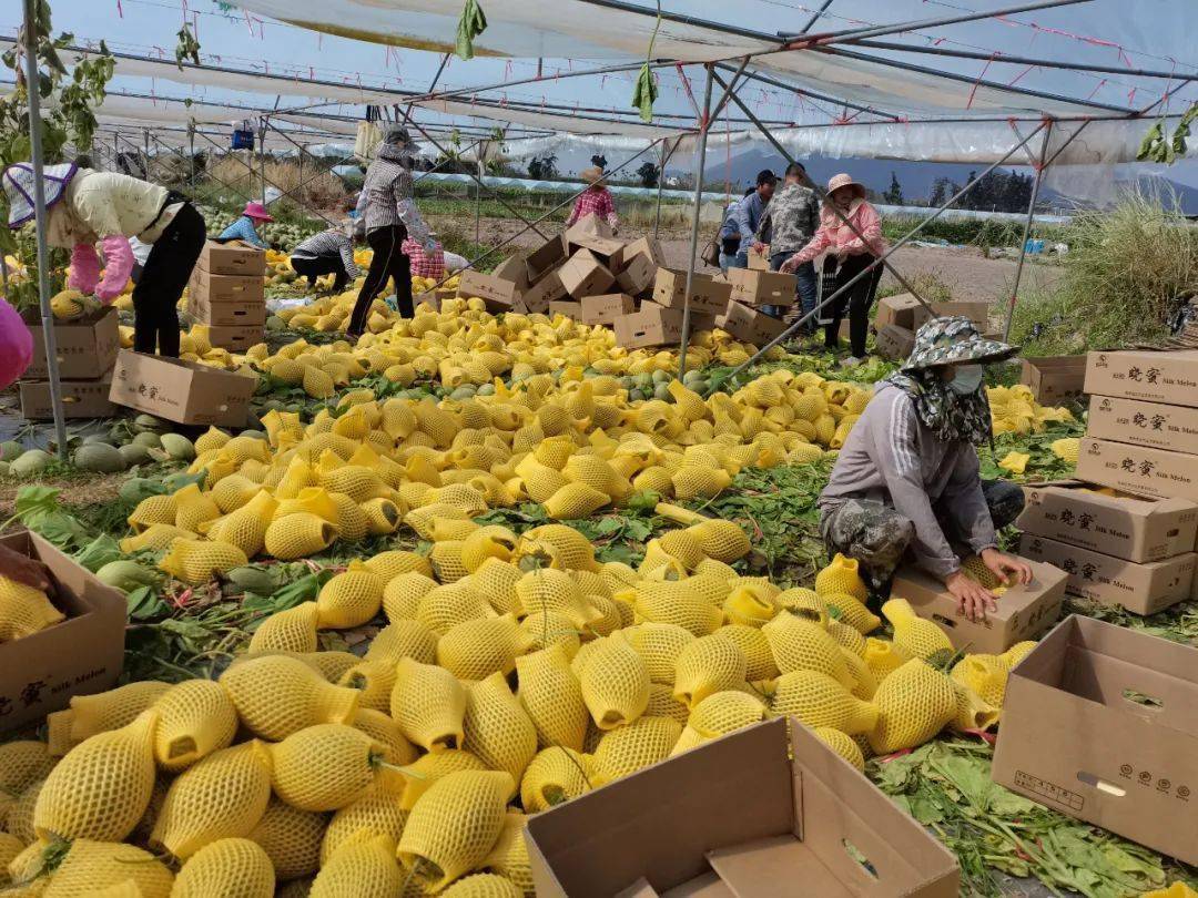 我在陵水过大年丨陵水黄凌燕以电商销售农产品促民增收