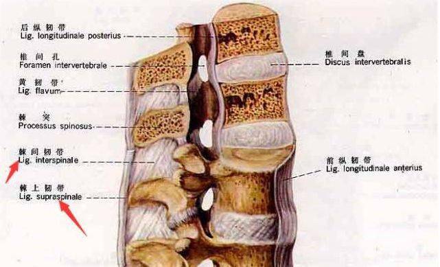 珍藏從脊柱肌肉分佈談腰背痛