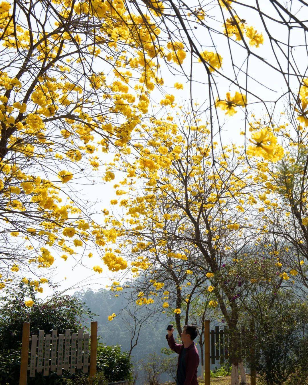 一期一景 | 一樹黃花醉人眼