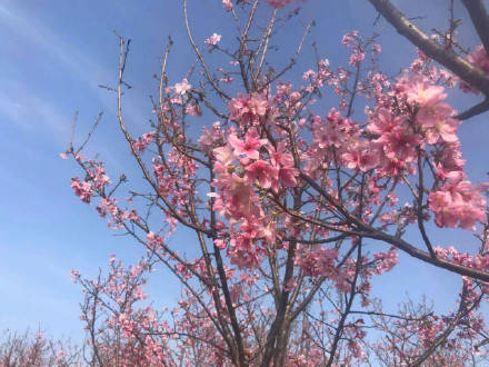 青秀山的樱花烂漫，美成仙境，邀你赴一场春日盛会！