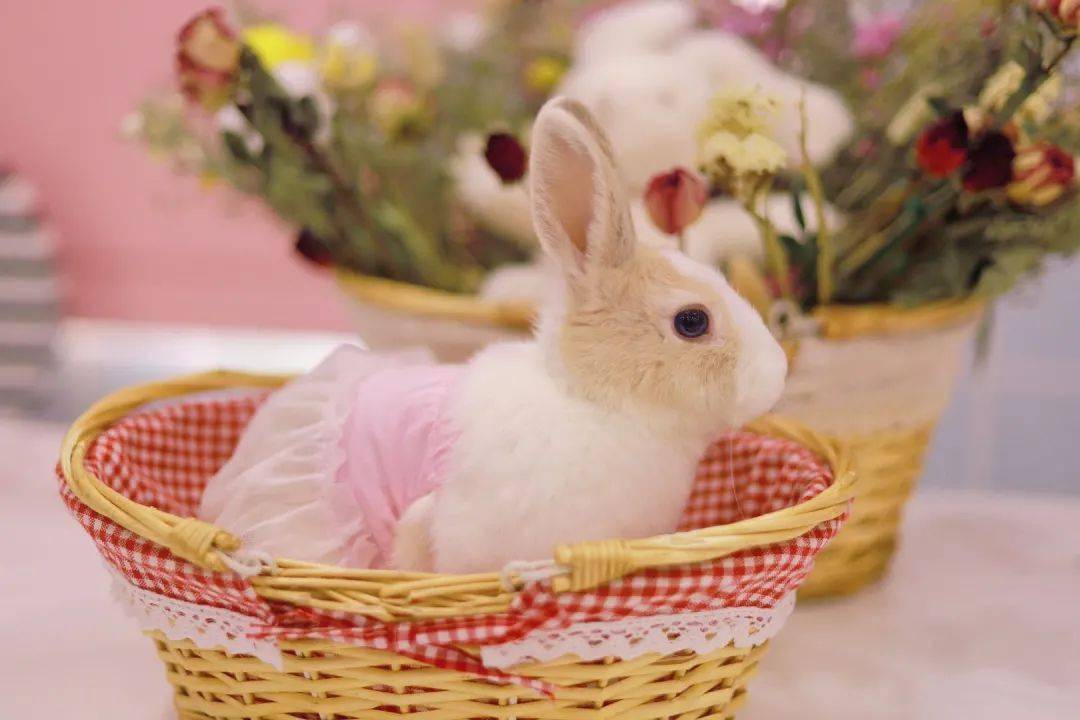 499元抢兔小姐missrabbit萌兔体验馆单人撸兔套餐搭配精致下午茶20只