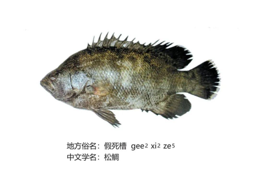 点击音频,听闽南语读音10"识"完以上20种鱼,今天,继续放3种鱼让大家