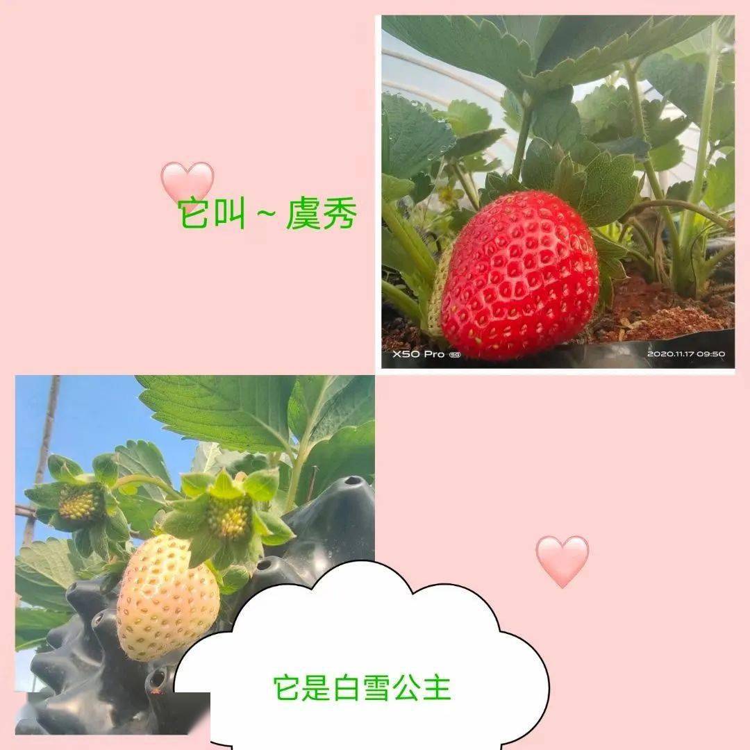 虞秀草莓,桃芯草莓香妃草莓,红玫瑰草莓大白草莓采摘园里的建水县幸福