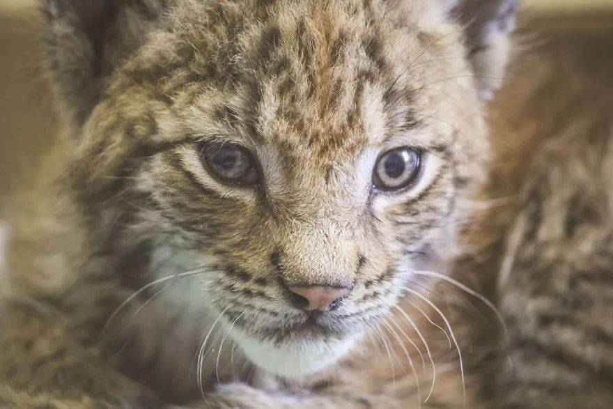 救了2隻山貓交給8隻大傻狗養，結果...這猛獸怎麼狗里狗氣的？ 萌趣萌寵 第5张