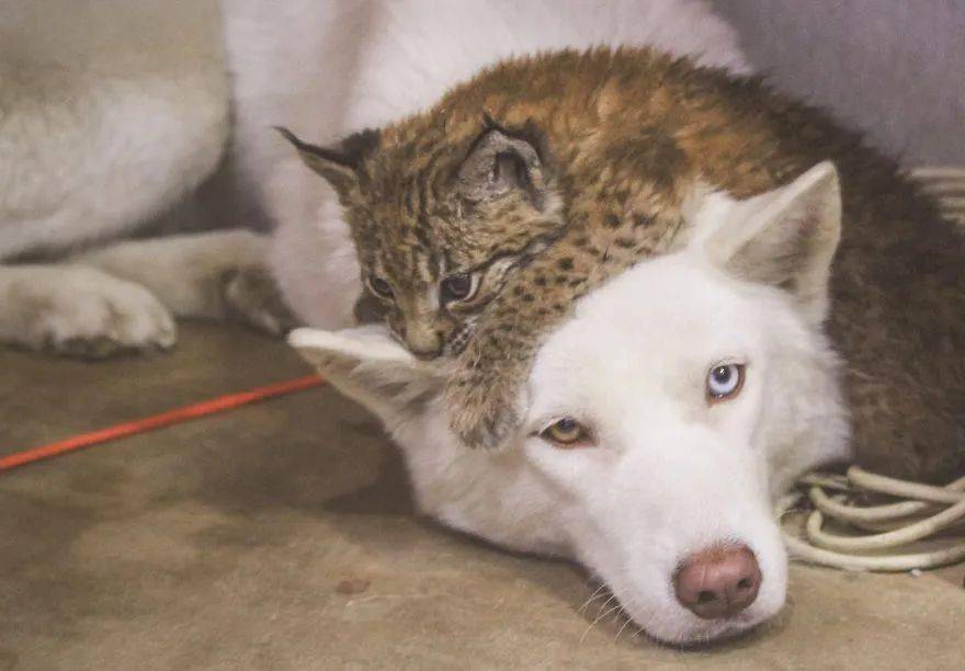 救了2隻山貓交給8隻大傻狗養，結果...這猛獸怎麼狗里狗氣的？ 萌趣萌寵 第8张