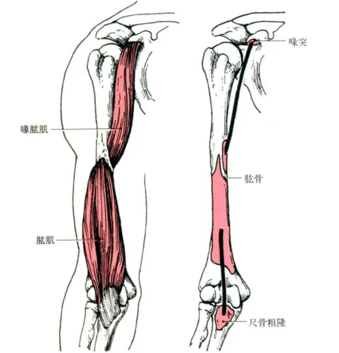 起点:起于肩胛骨喙突.部位:位于肱二头肌上半部内侧,为长梭形肌.