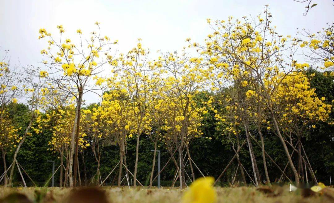 顺峰山公园黄花风铃木图片