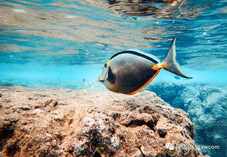 barcheek unicornfish黑背鼻魚(id:iltawcom)