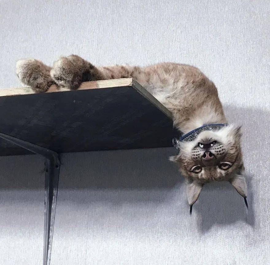 救了2隻山貓交給8隻大傻狗養，結果...這猛獸怎麼狗里狗氣的？ 萌趣萌寵 第24张