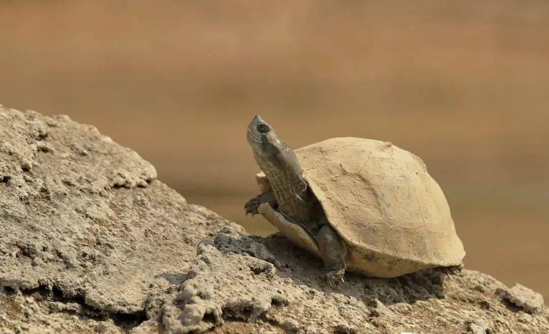 红冠棱背龟好看的小丑龟