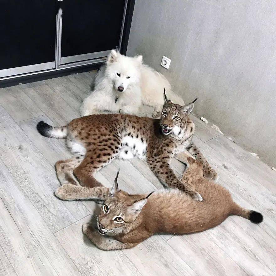 救了2隻山貓交給8隻大傻狗養，結果...這猛獸怎麼狗里狗氣的？ 萌趣萌寵 第23张
